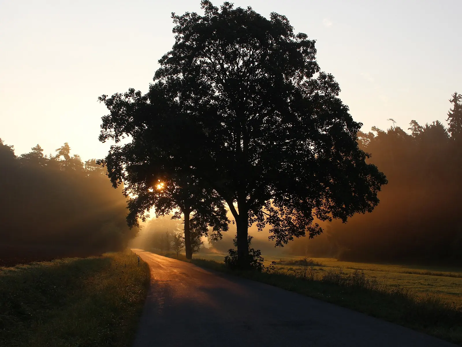 Holzurne auf Waldboden unter einem gro&szlig;en Baum, symbolisch f&uuml;r naturnahe Baumbestattung