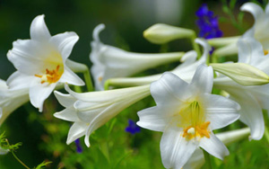 Bild von Blumen von Blumen Longiflorum